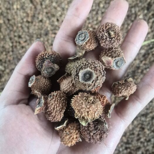 秀山刺梨