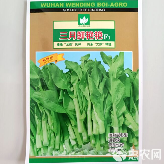 大田种植三月抽苔文鼎三月鲜艳艳F 1越冬型白菜苔种子嫩绿苔粗