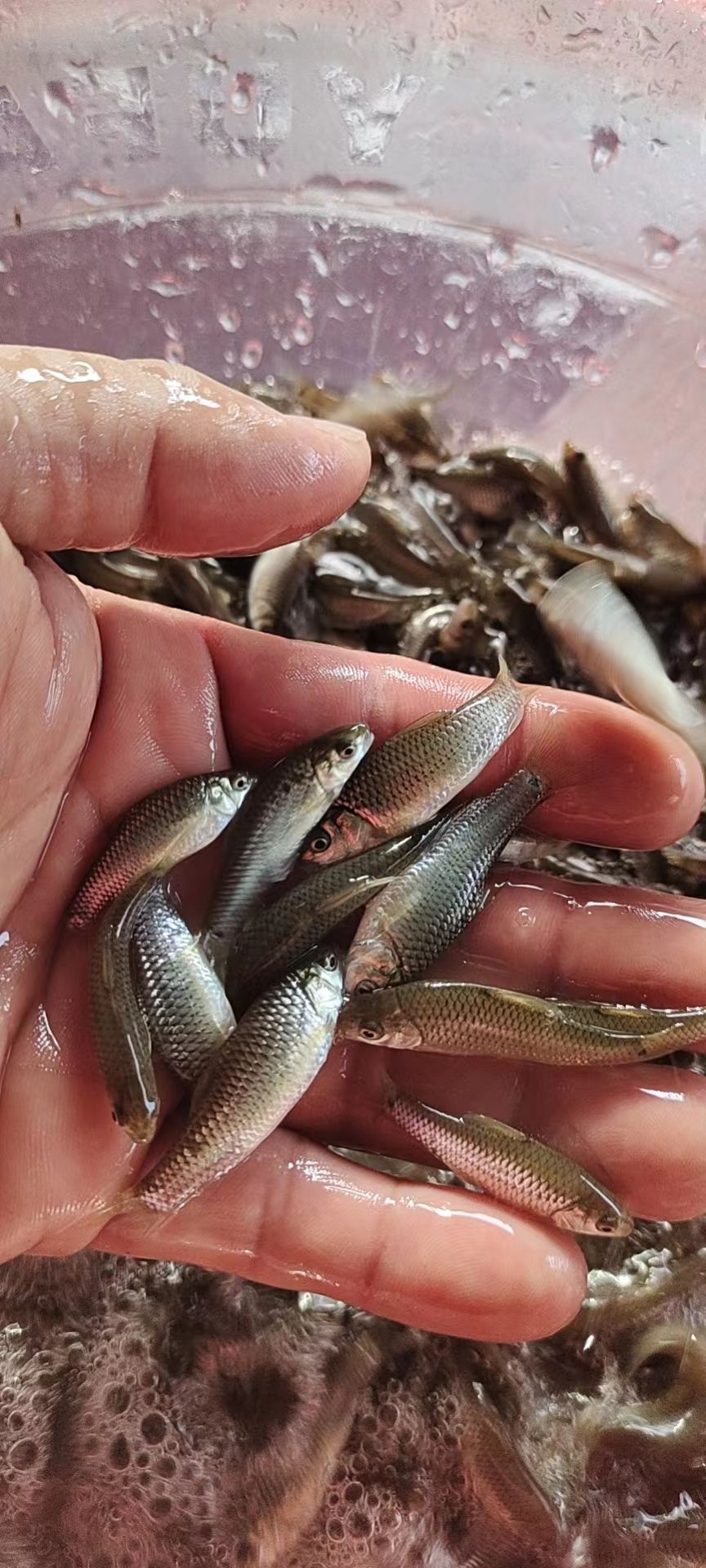 青波，青波鱼苗