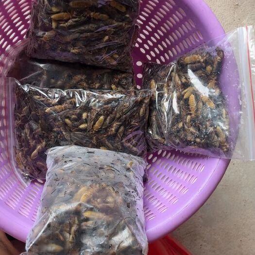 平南县生态土狗蝼蛄