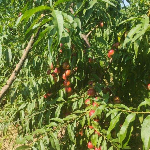 合阳县珍珠枣油桃，已成熟，实地看桃，价格面议