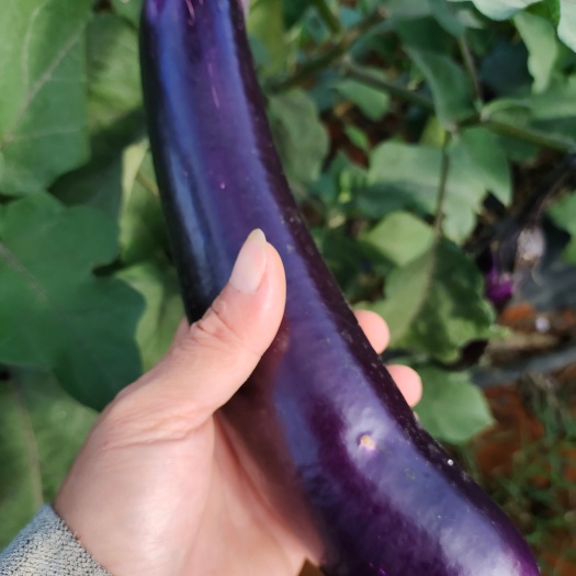 南宁茄子，产地直销