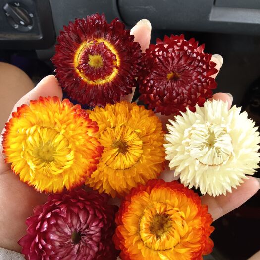 嵩明县麦秆菊干花
