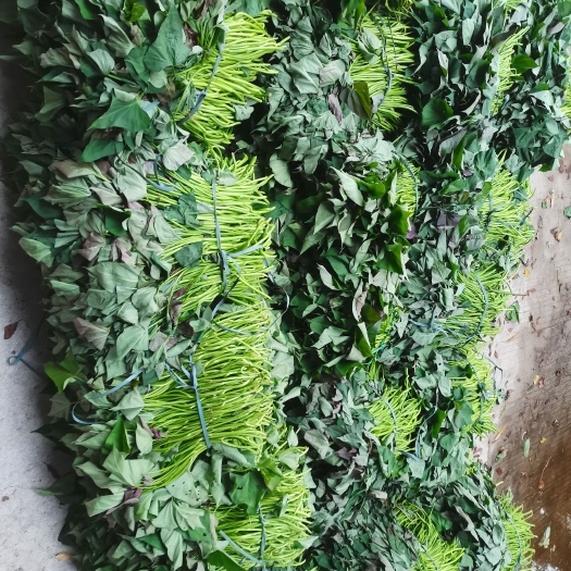 湛江大田脱毒西瓜红薯苗头苗