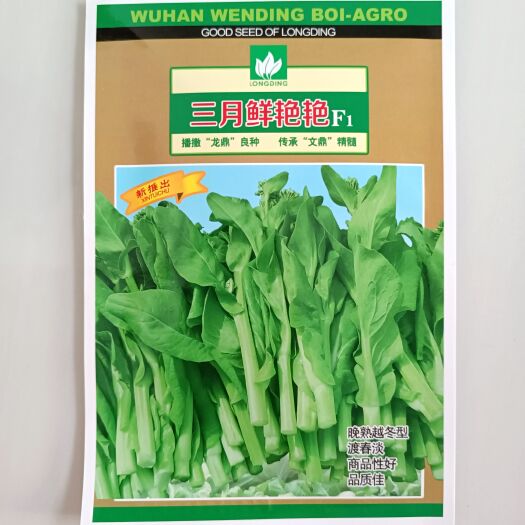 大田种植三月抽苔文鼎三月鲜艳艳F 1越冬型白菜苔种子嫩绿苔粗