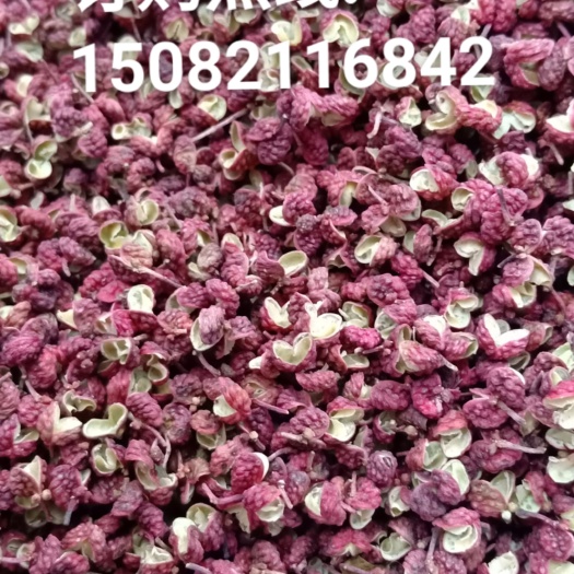 汉源县汉源花椒（贡椒） 干花椒 统货 汉源花椒富莉农场～50亩