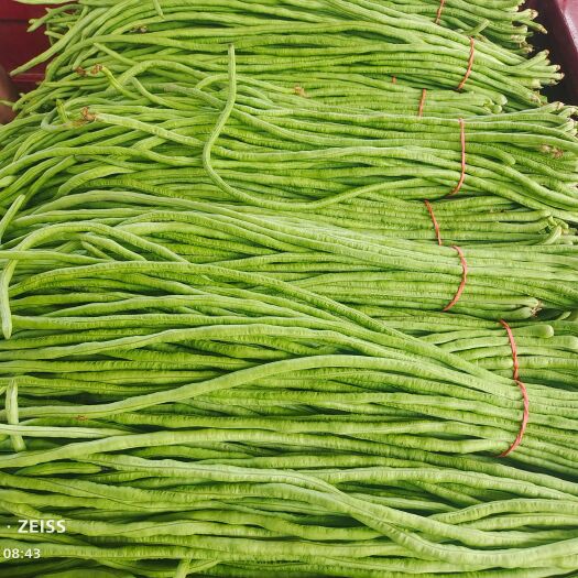 博爱县精品长豆角，颜色油绿，长60公分以上代发代购全国各大市场商超