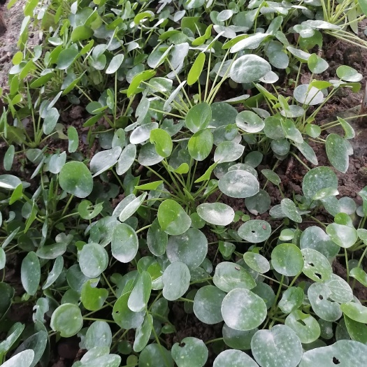双江县境面草