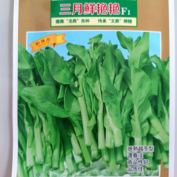 大田种植三月抽苔文鼎三月鲜艳艳F 1越冬型白菜苔种子嫩绿苔粗