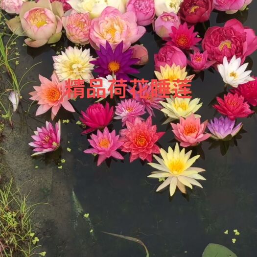 安新县荷花盆栽