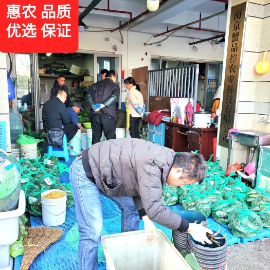 江苏固城湖大闸蟹/高淳螃蟹/精品批发/原产地蟹农直发