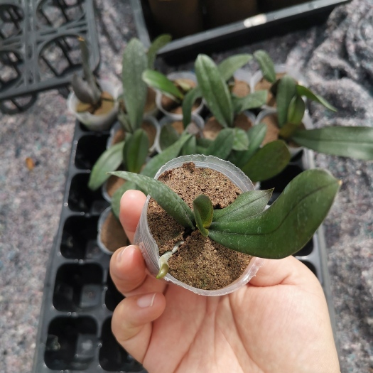 杭州超级蝴蝶兰