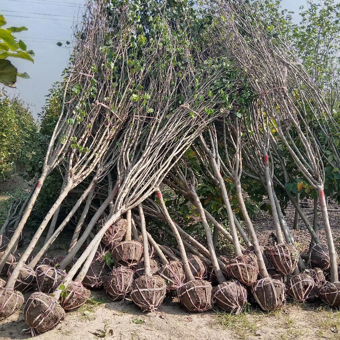 紫荆【荐】独杆巨紫荆丛生紫荆基地大量供应精品