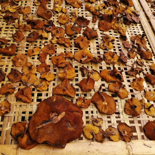 锦州野生松蘑
