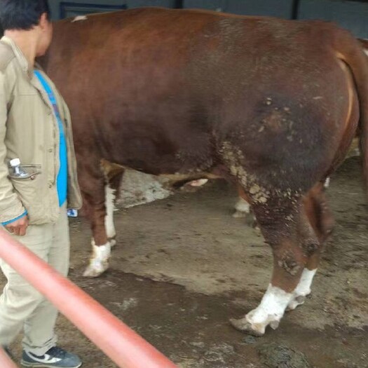 梁山县3个月的西门塔尔牛犊肉牛犊养殖