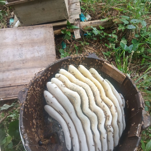 武宁县农家土蜂蜜