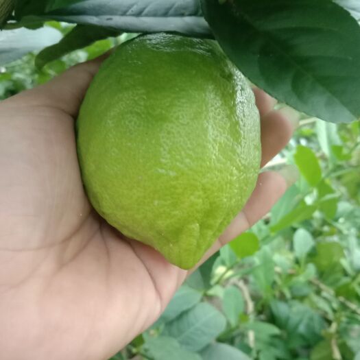 广东无籽香水柠檬，果园产地直销。常年供应皮薄多汁香水柠檬！