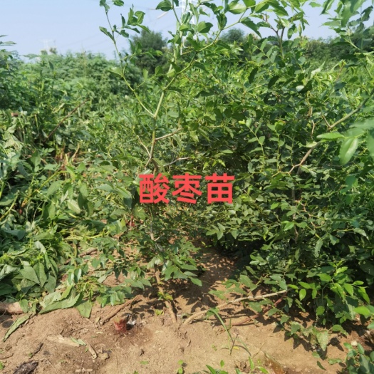 赞皇县酸枣苗