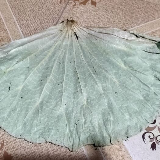 武汉干荷叶