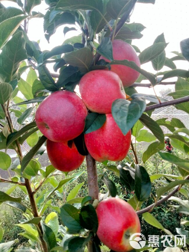 鲁丽苹果脆甜多汁