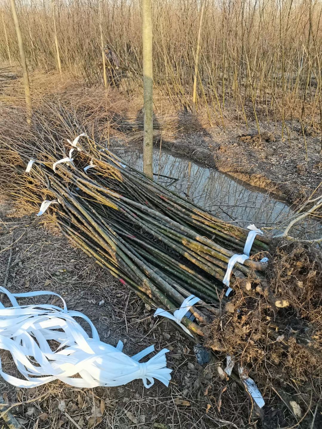 垂柳树青皮垂柳金丝垂柳竹柳速生柳直柳23456公分江苏基地