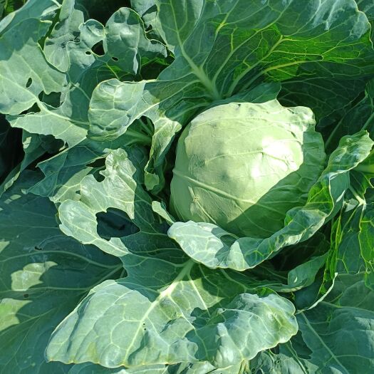围场县甘蓝菜