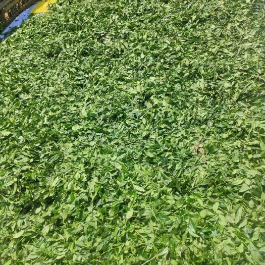 上杭县茶叶批发价绿茶45一斤  红茶90一斤  往年的茶叶都卖完
