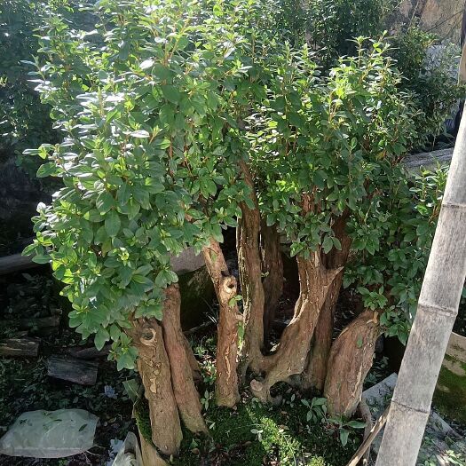 漳平市老桩嫁接杜鹃