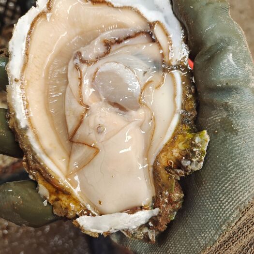 昆明广东湛江活生蚝皮薄肉肥，烧烤酒店专用