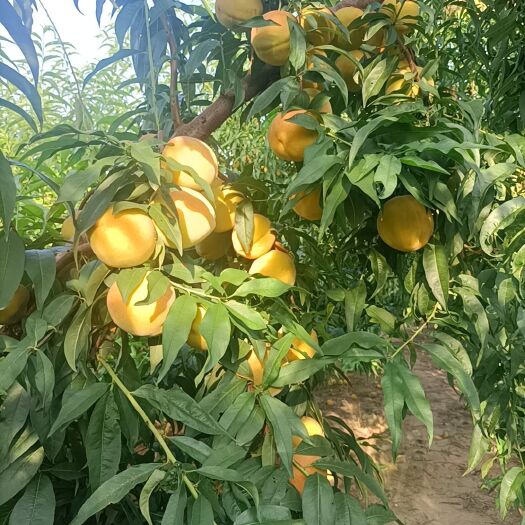 许昌黄桃   河南许昌正宗锦绣黄桃特甜桃味特浓