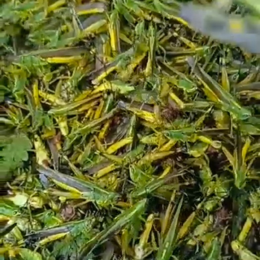 融水县蚂蚱