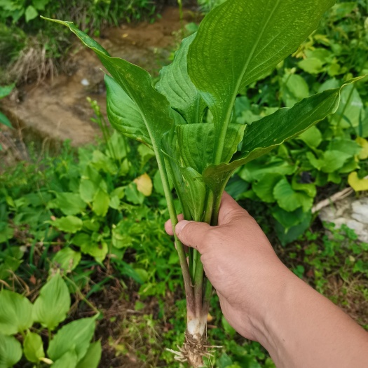 襄樊玉簪花  玉簪 玉簪庭院绿化工程用苗