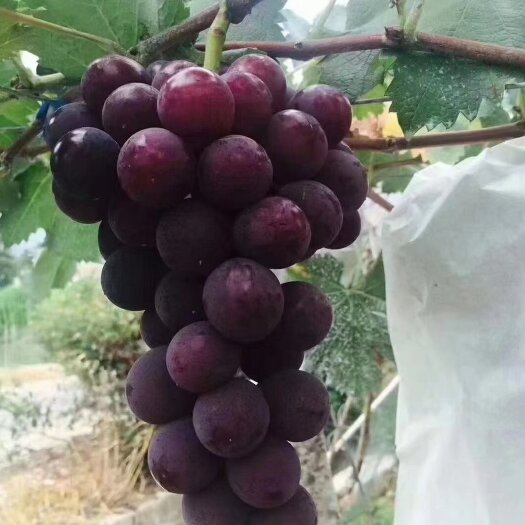 句容市巨峰葡萄，丁庄葡萄联系我