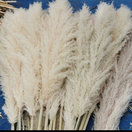 昆明精品大浦苇  有需要的来