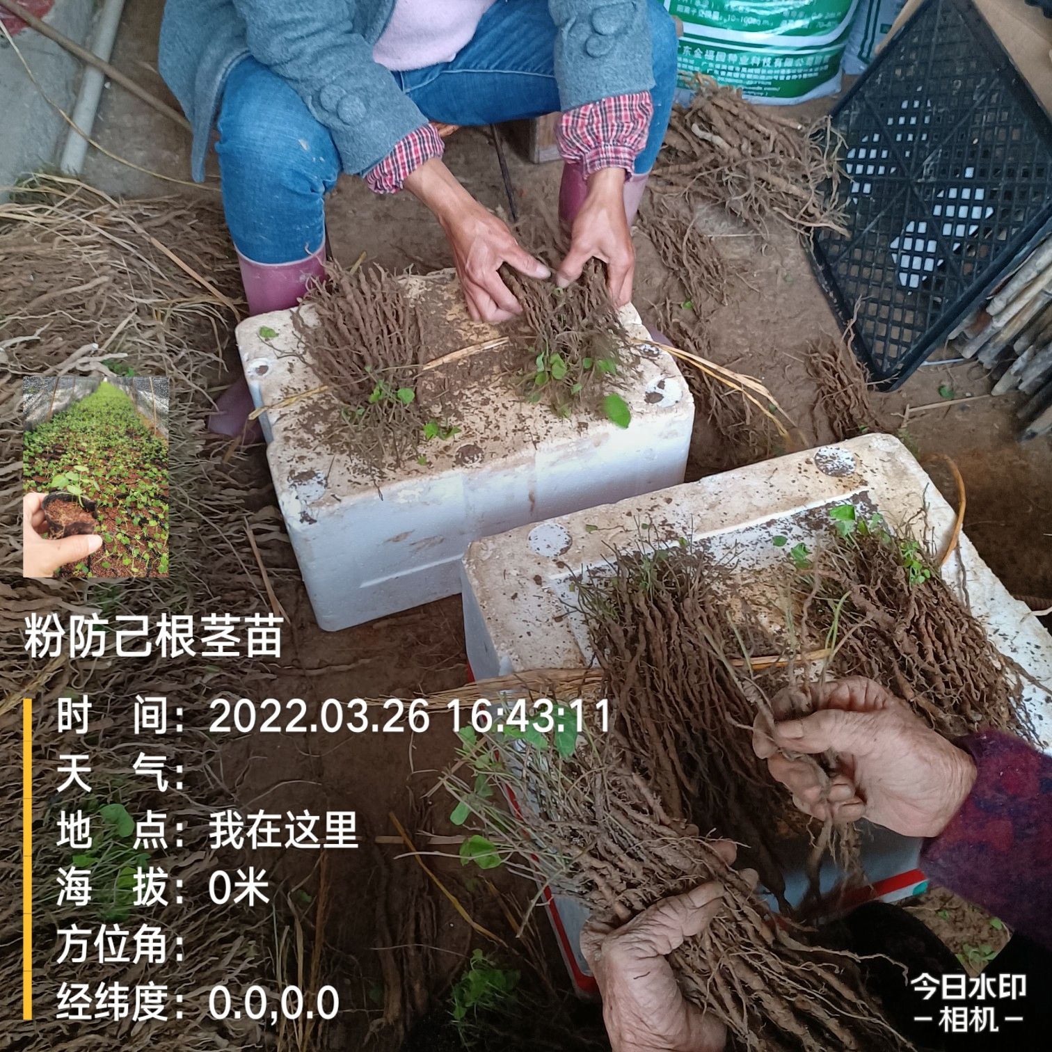 赣州江西粉防己 土木香根茎大苗筷子以上大籽育一年生，提早产品上市