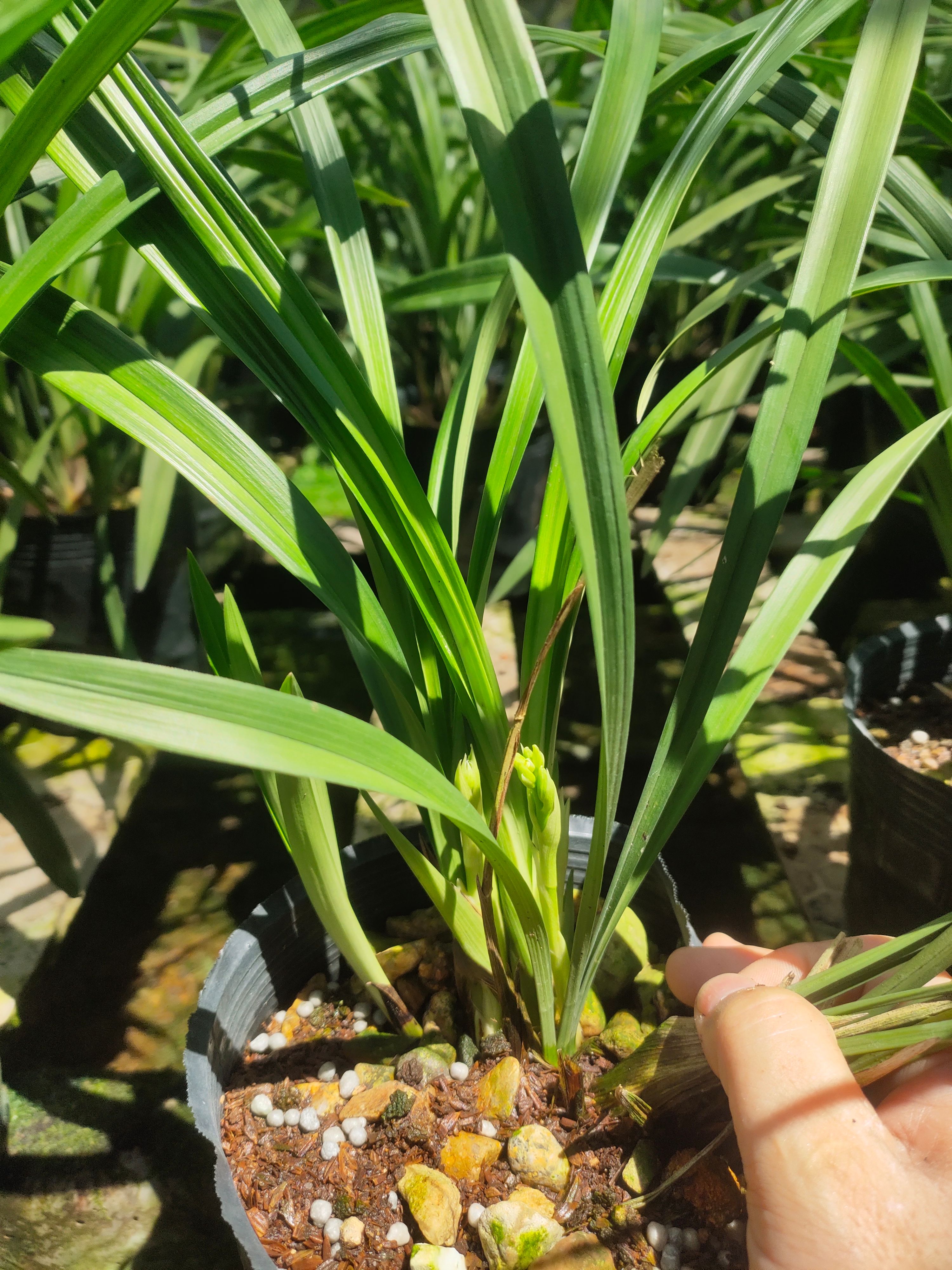 建兰大凤素兰花 夏秋花期[带花苞]浓香型四季兰苗 室内植物盆