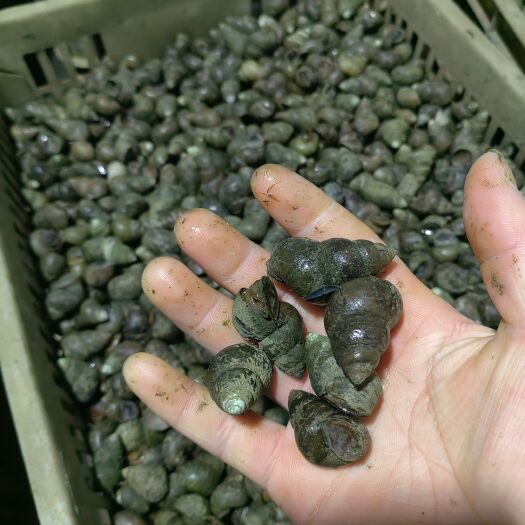 仙桃市优质石螺，名种规格有售，