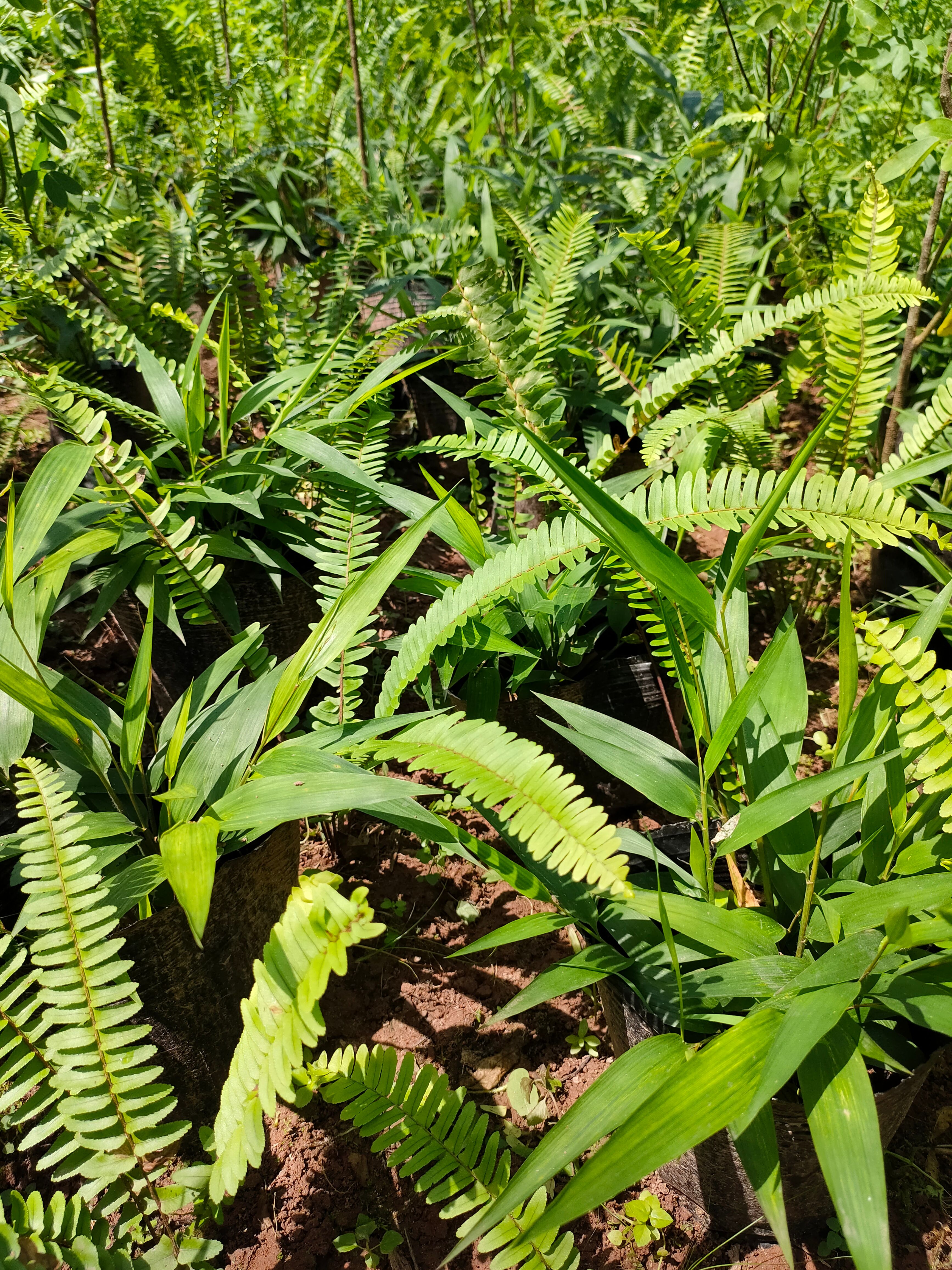 淡竹叶杯苗基地淡竹叶园林绿化苗淡竹叶药材种苗