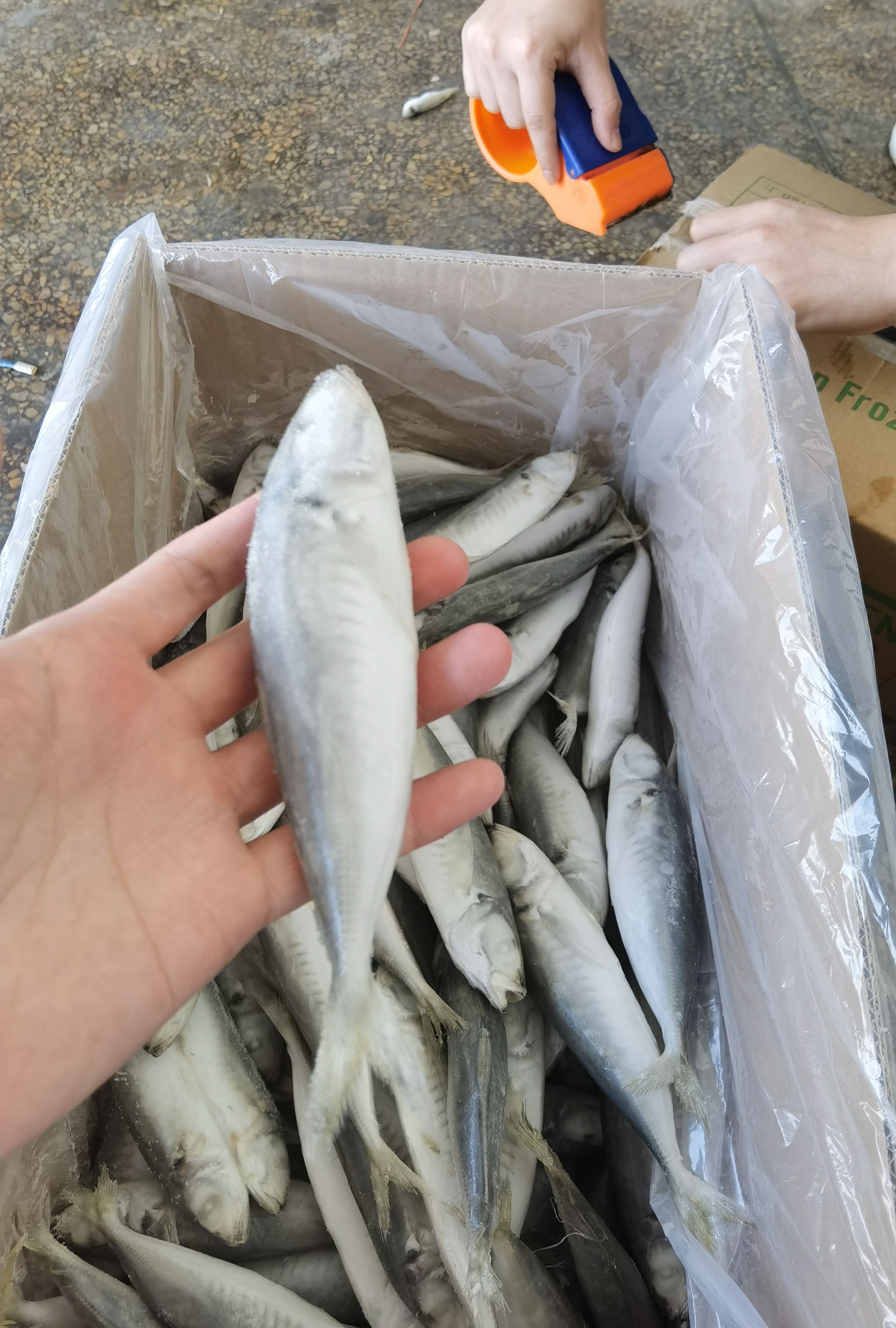吧浪鱼