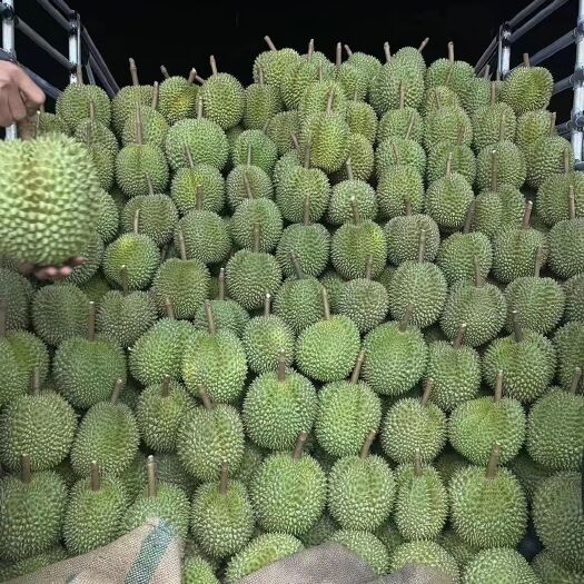 昆明泰国金枕榴莲，常年供应，品质价值保证，