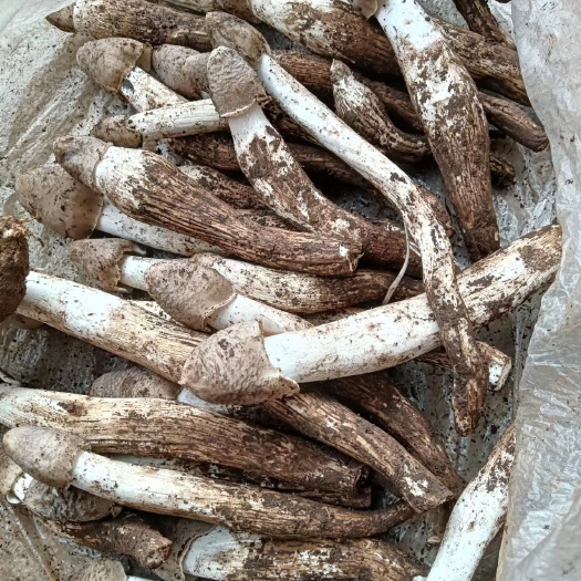 丽江鸡枞菌