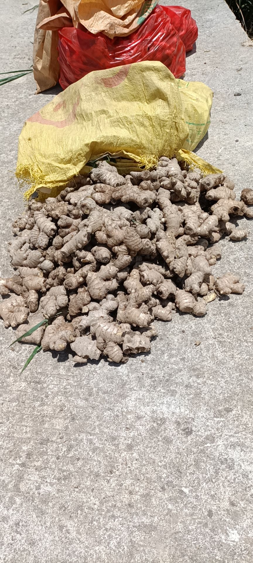 二黄姜，老母姜，红牙子姜