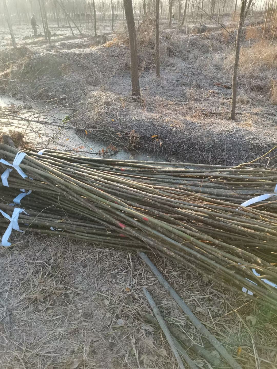 垂柳树青皮垂柳金丝垂柳竹柳速生柳直柳23456公分江苏基地
