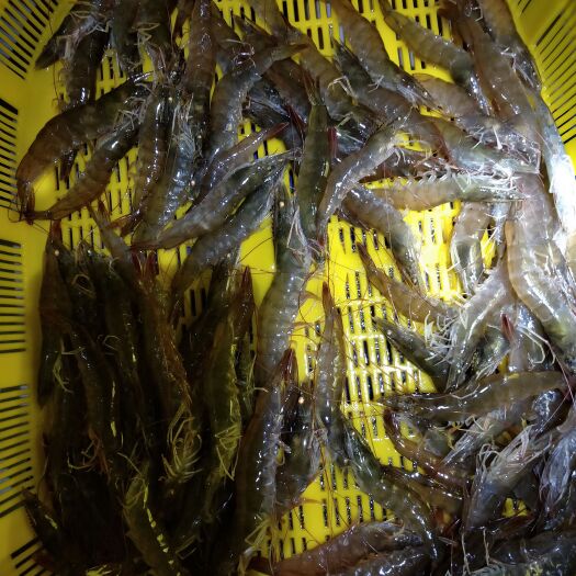 微山县鲜活南美白对虾，不同规格不同价格