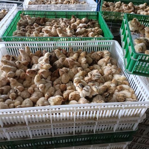 新沂市改良红瑶鸡苗