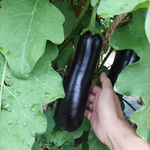 巨野县自种茄子，每天可采摘4000斤左右