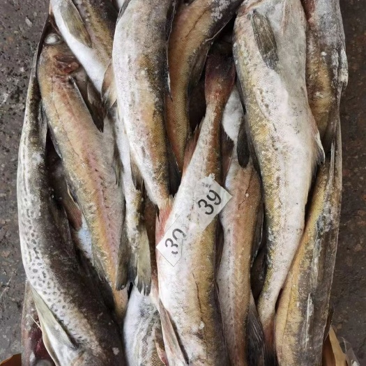 荣成市各种规格船冻原料狭鳕鱼