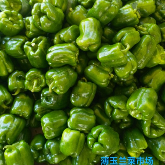 应县山西省朔州市应县南泉乡青椒，货源充足，欢迎朋友前来选购