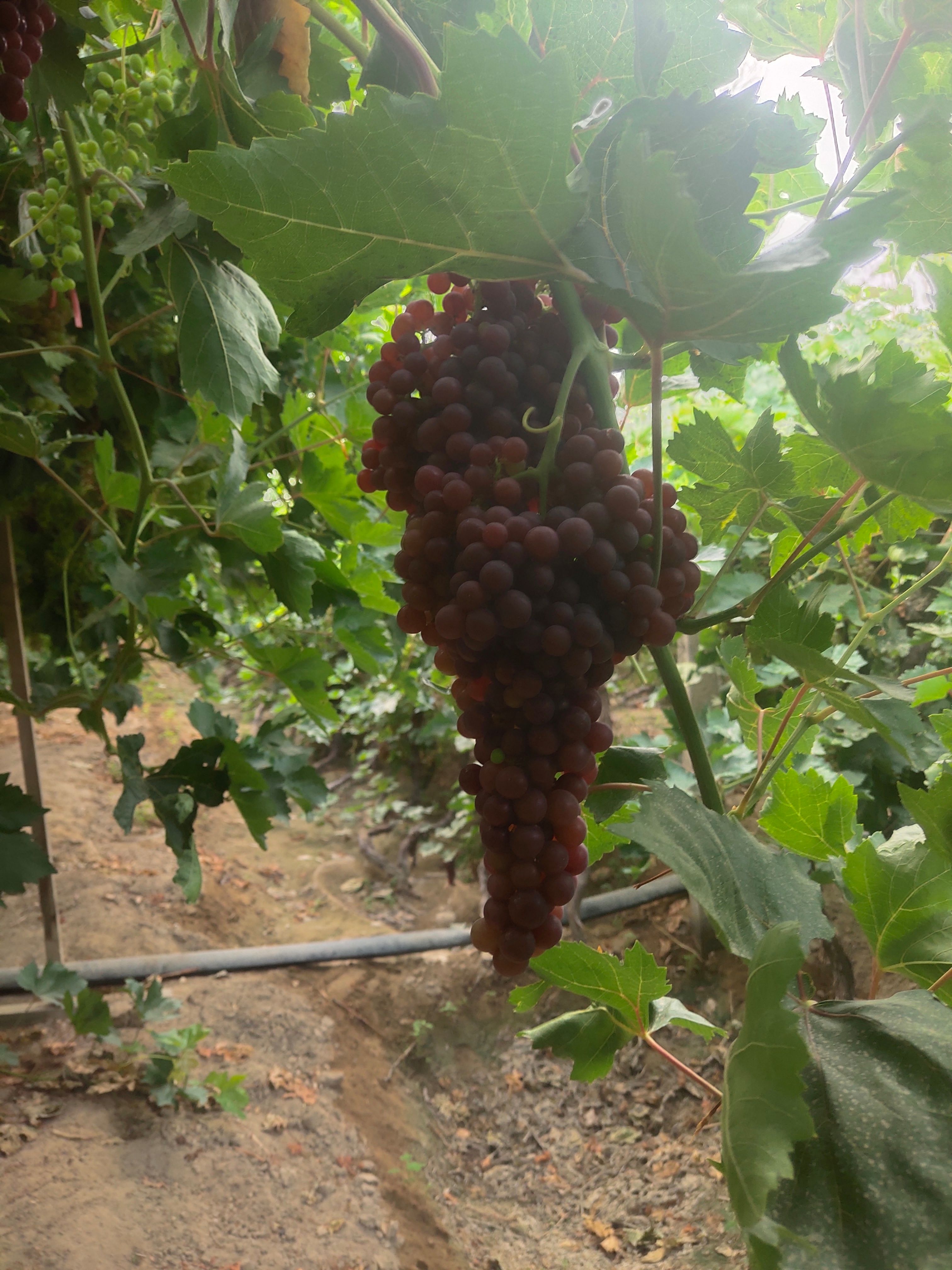 新疆精品火焰无核（玻璃脆）（弗雷）葡萄已成熟