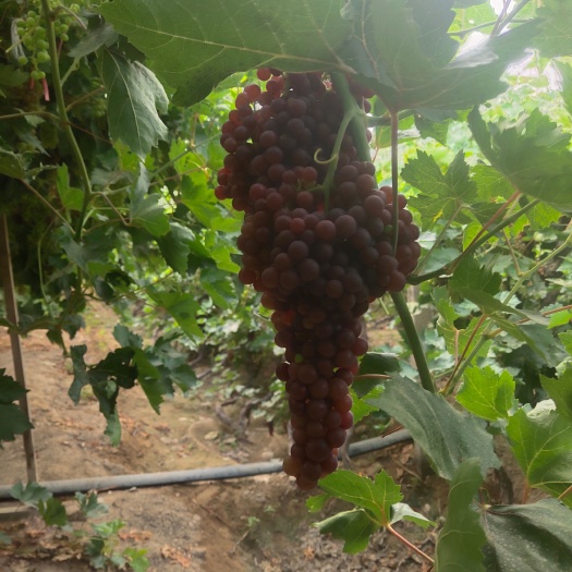 哈密新疆精品火焰无核（玻璃脆）（弗雷）葡萄已成熟